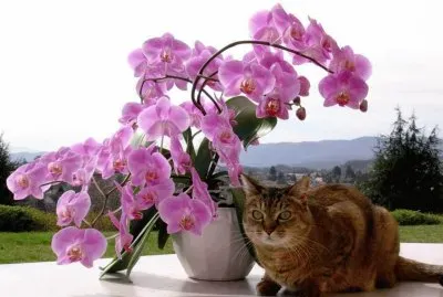 פאזל של gato