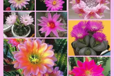 פאזל של cactus