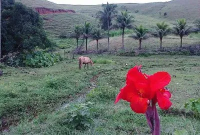 campo