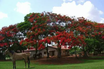 ipÃª