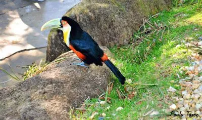 tucano jigsaw puzzle