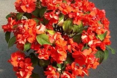 impatiens