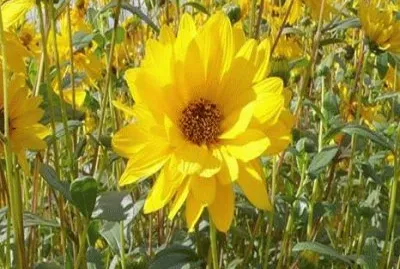 פאזל של - amarelo ouro