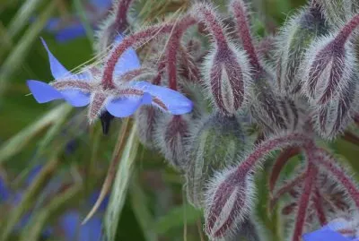 bourrache jigsaw puzzle