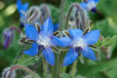 bourrache jigsaw puzzle