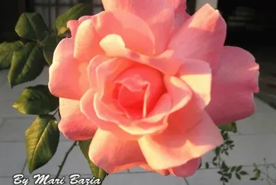 ROSINHA