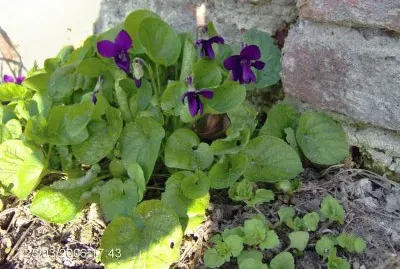 violette