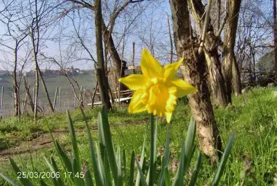 narciso