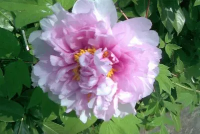 peonia