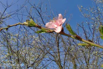 fiordipesco