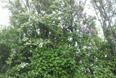 lillÃ  e biancospino