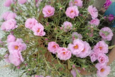 portulacca