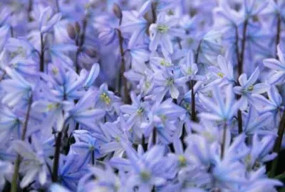 scille jigsaw puzzle