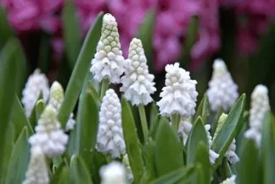 פאזל של muscaris