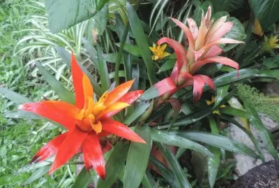 פאזל של Bromelias