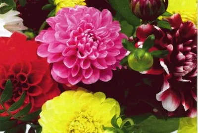 פאזל של Dalies