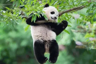 PANDITA.