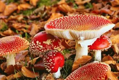 Fall starts jigsaw puzzle