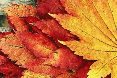 Fall Red and Gold Leaves