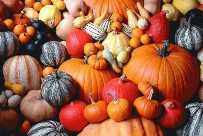 Different kind of Pumpkins jigsaw puzzle