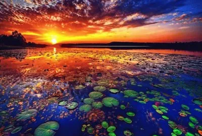 Lily Pads jigsaw puzzle