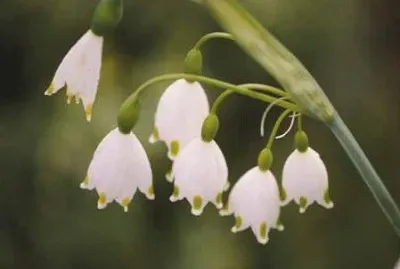 niveole jigsaw puzzle