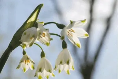 leucojum jigsaw puzzle