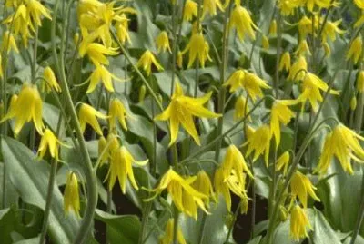 erythonium jigsaw puzzle