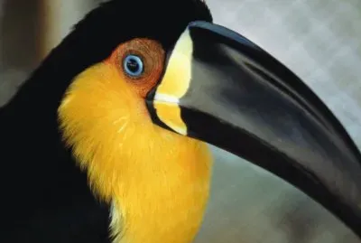 TucÃ¡n de Pico Negro