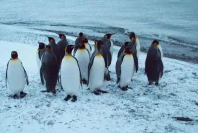 PingÃ¼inos Emperador, Porvenir