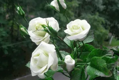 fleurs: roses