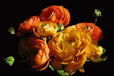 fleurs: renoncules