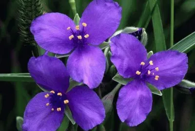 fleurs