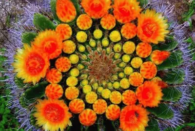 fleurs de cactus