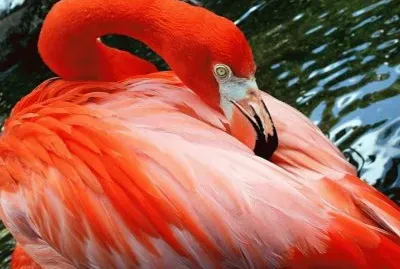 flamand rose jigsaw puzzle