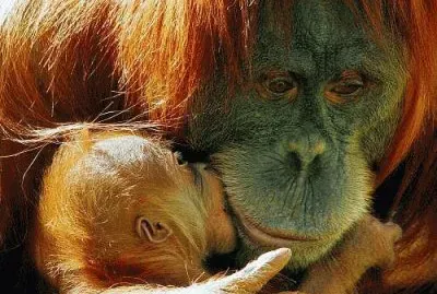 singes