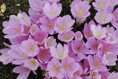 colchicum