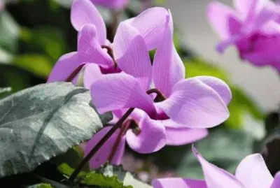 cyclamen jigsaw puzzle
