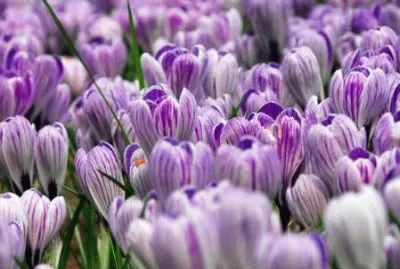 crocus jigsaw puzzle