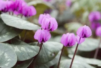 cyclamen