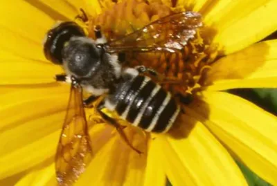 Megachilidae en Girasol - Pensilvania