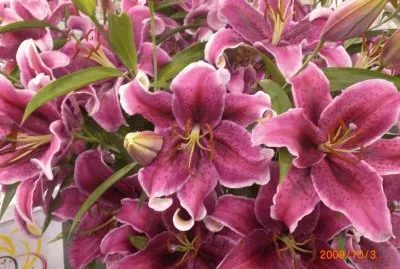 Lirios 2 jigsaw puzzle