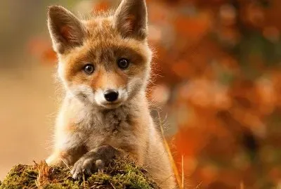 baby fox