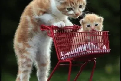 cat with kitten in trolley