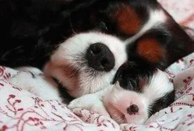 dog and pup