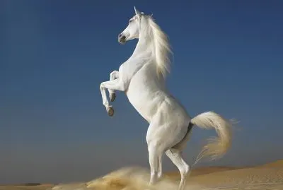 white horse