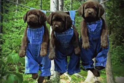 puppies out to dry