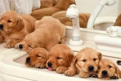 loads of puppies