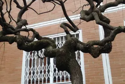 intreccio
