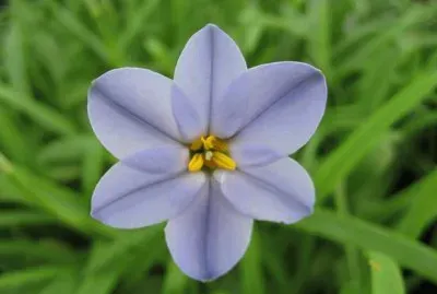 ipheion jigsaw puzzle